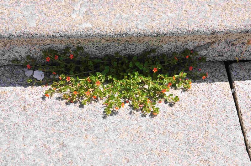 Lysimachia (=Anagallis) arvensis (Primulaceae)